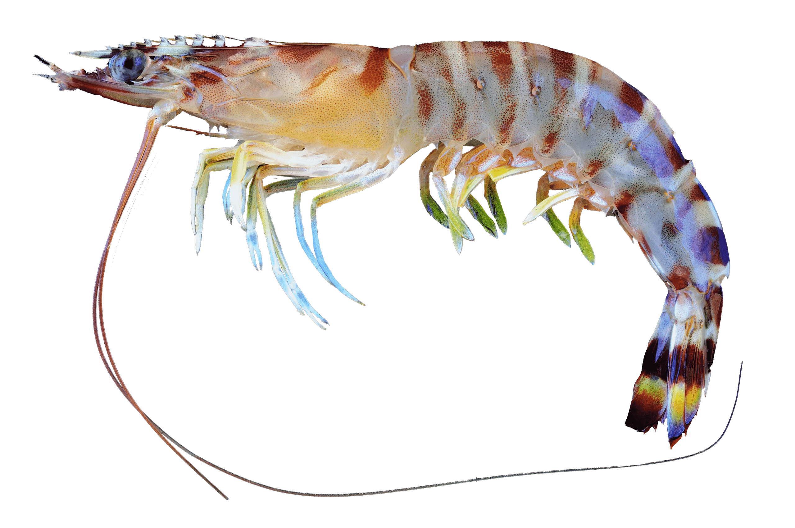 Kuruma prawn