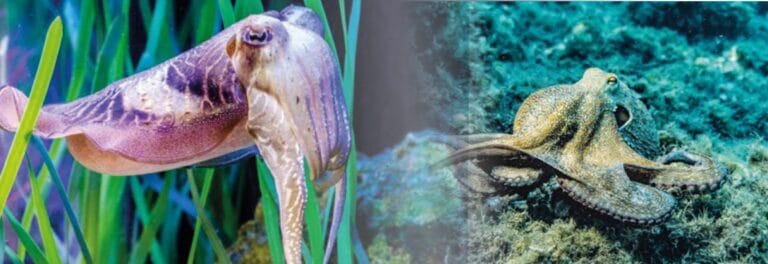 Cephalopods