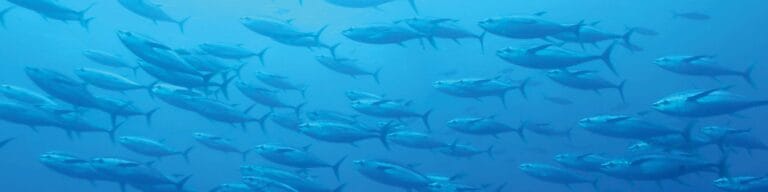 Tuna