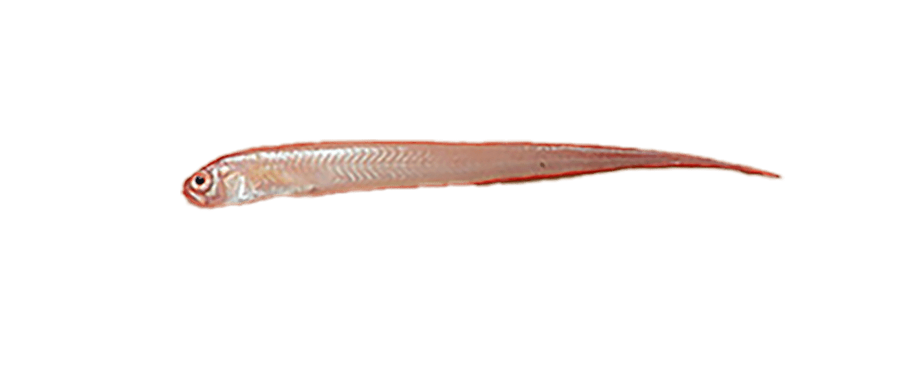 Red bandfish