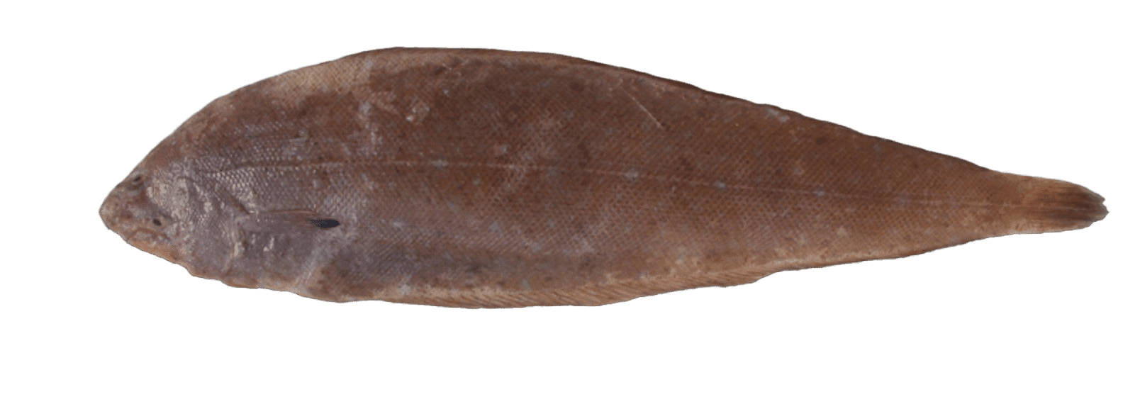 Ceteau