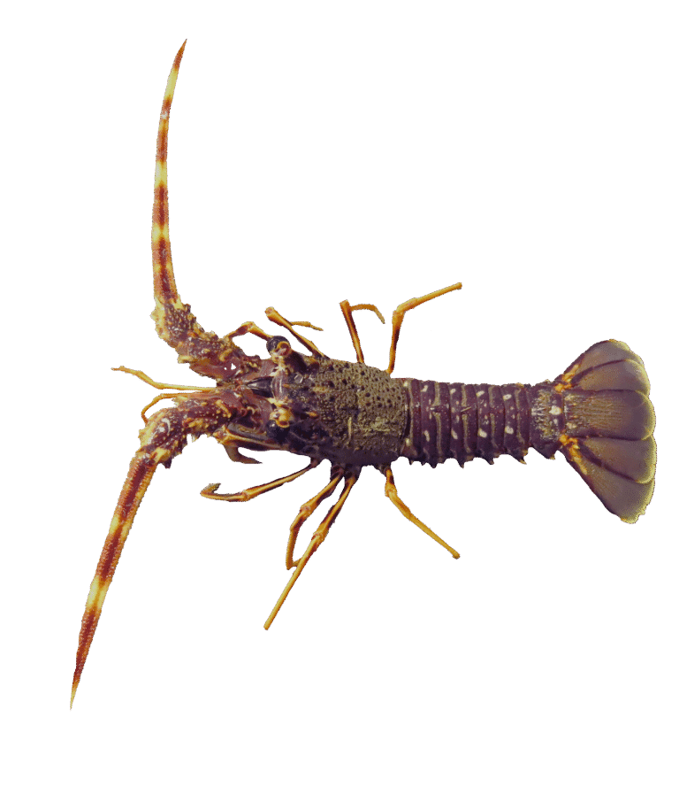 Aragosta mediterranea