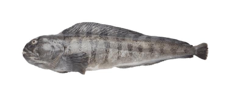 Pesce lupo