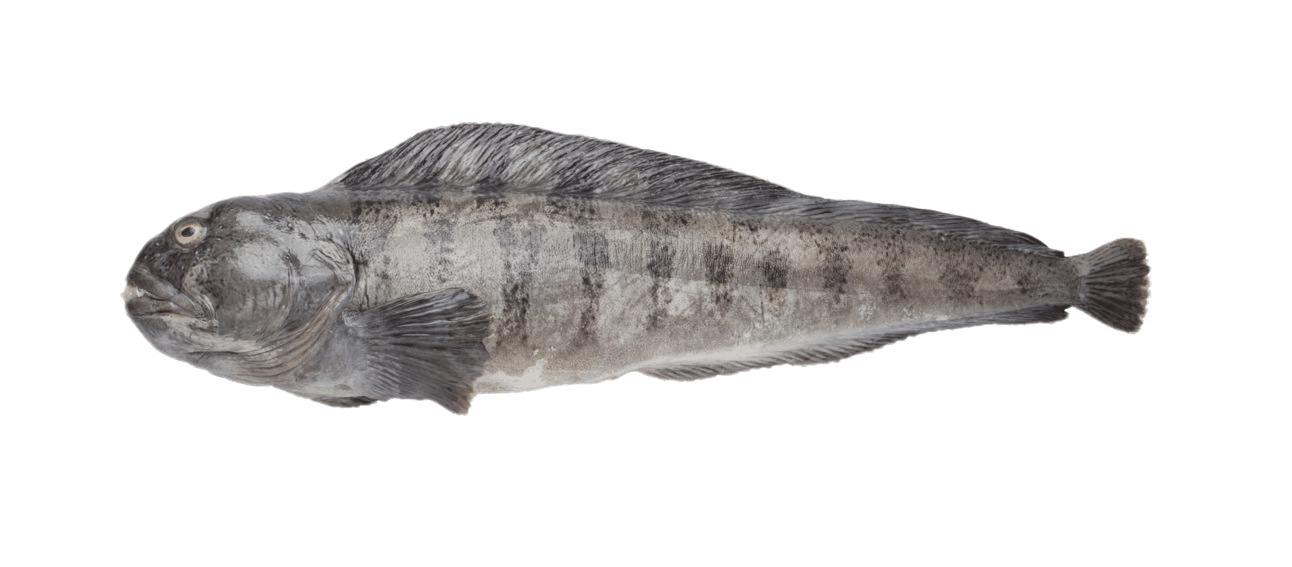 Atlantic wolfish