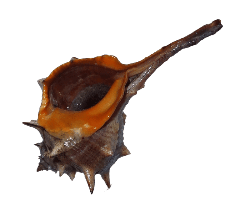 Spiny dye-murex