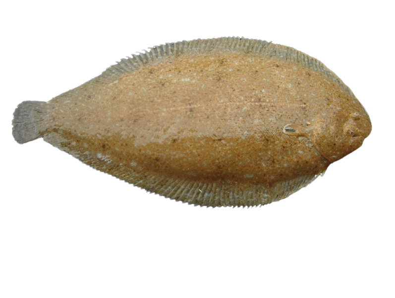 Sand sole