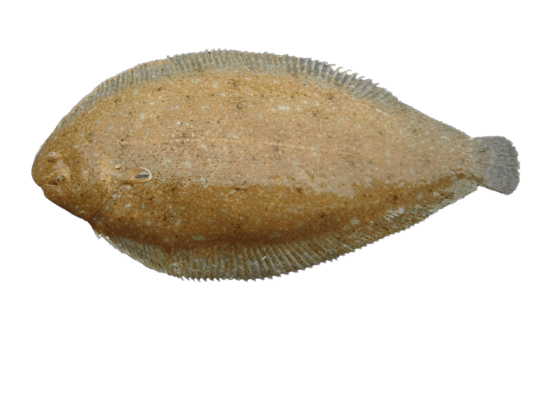 Sogliola dal porro