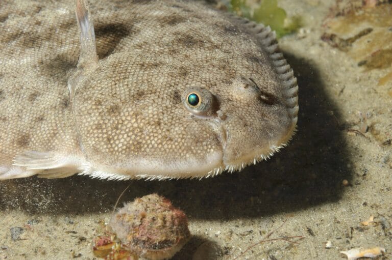 Flounder or yellowtail flounder: alternatives to sole?