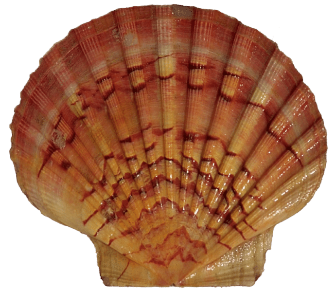 Mediterranean scallop