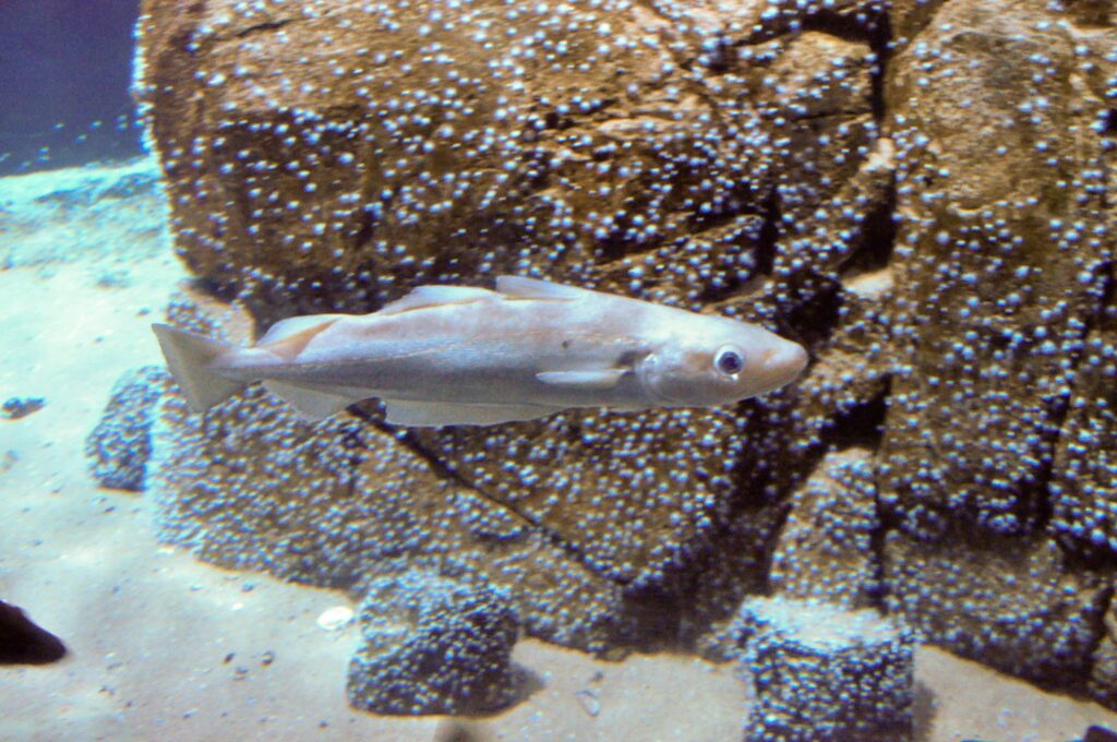 Petit merlan © larsjuh via Wikimedia Commons