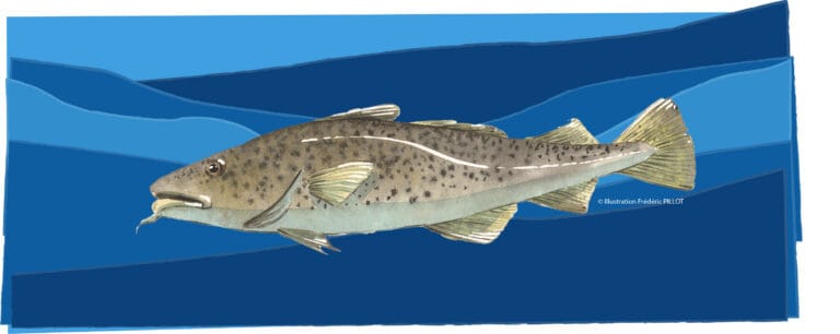 Alternatives to cod