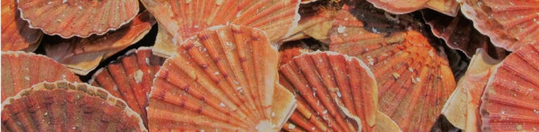 Scallop fishing in the Hauts-de-France region