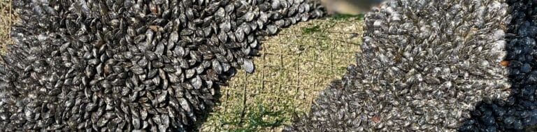 Mussels