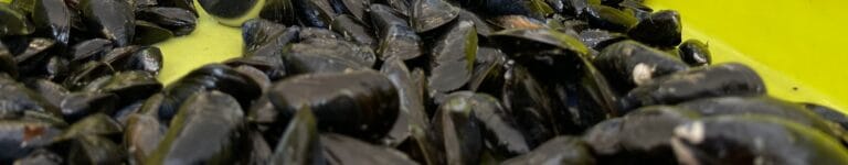 I'm interested: Mussels, a real scientific asset