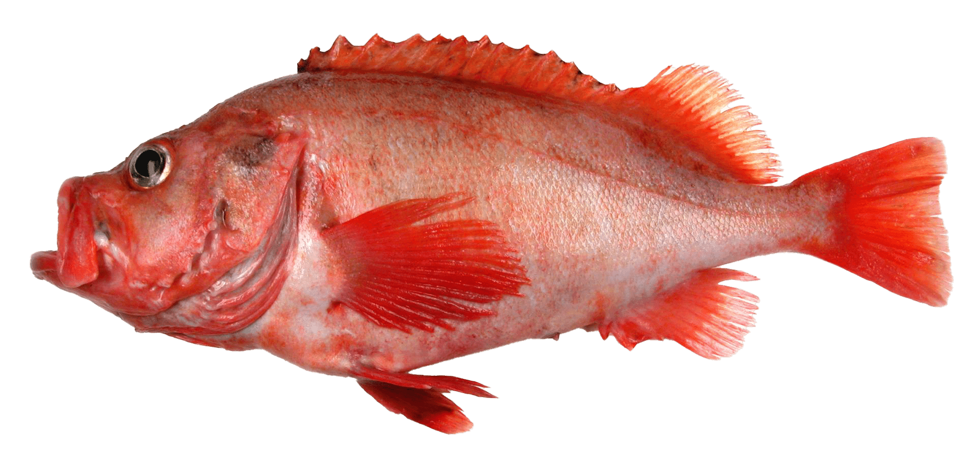 Sébaste orangé - Mr.Goodfish