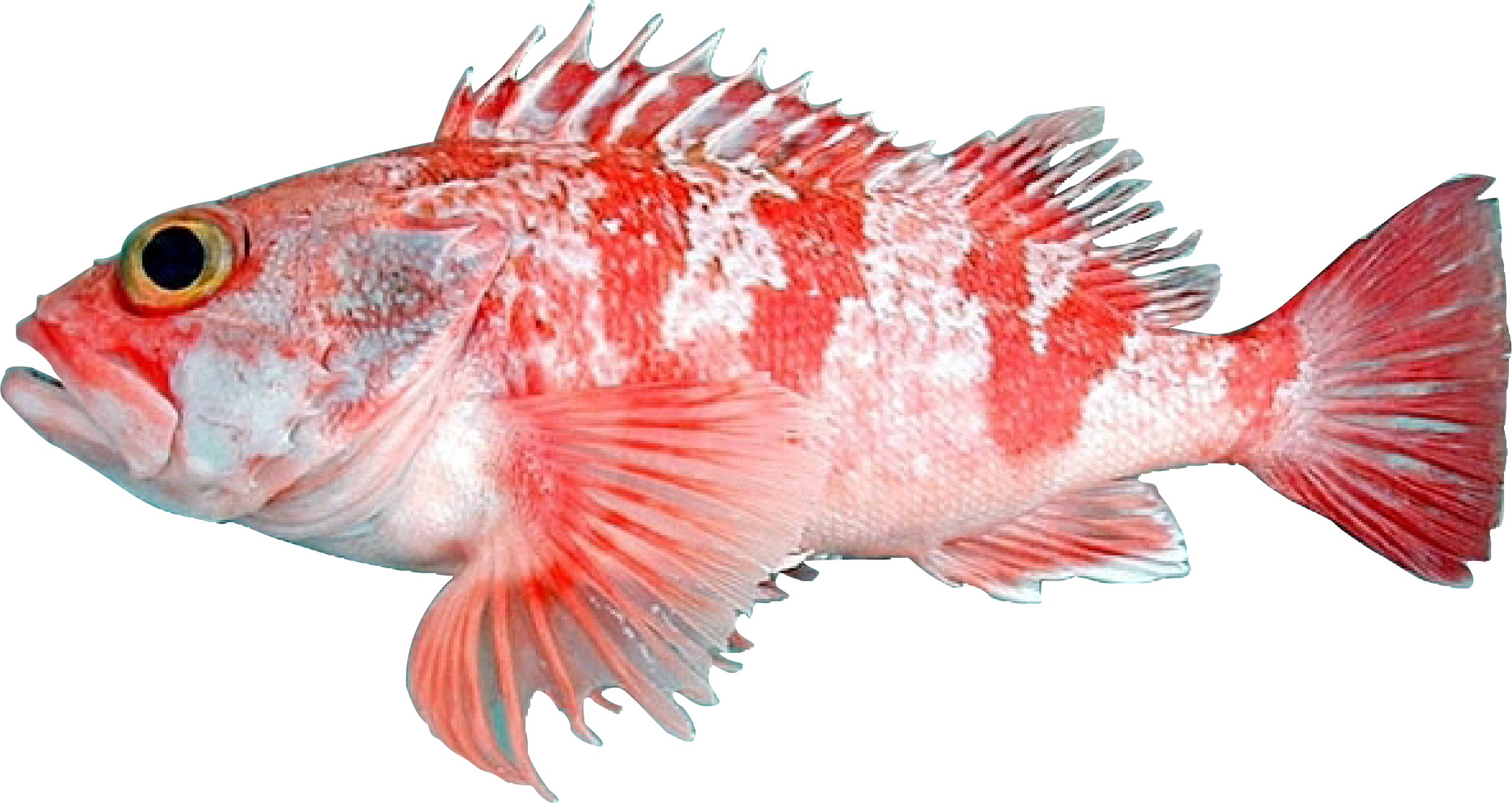 Blackbelly rosefish