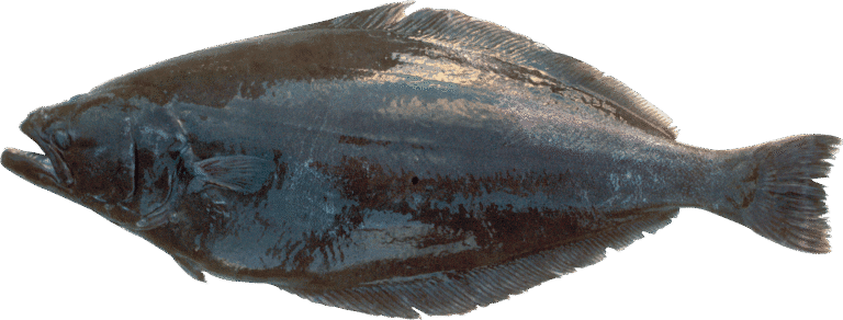 Halibut grenlandzki