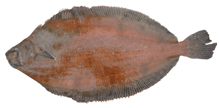 Passera di mare