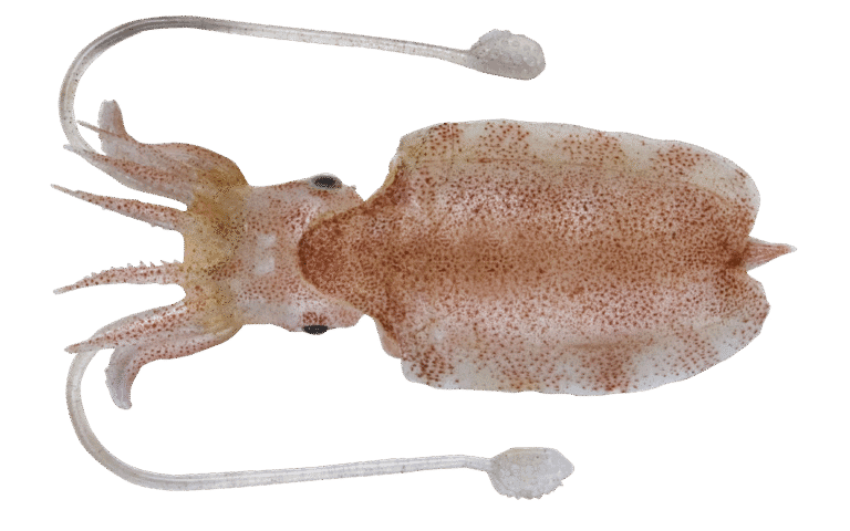 Seiche élégante