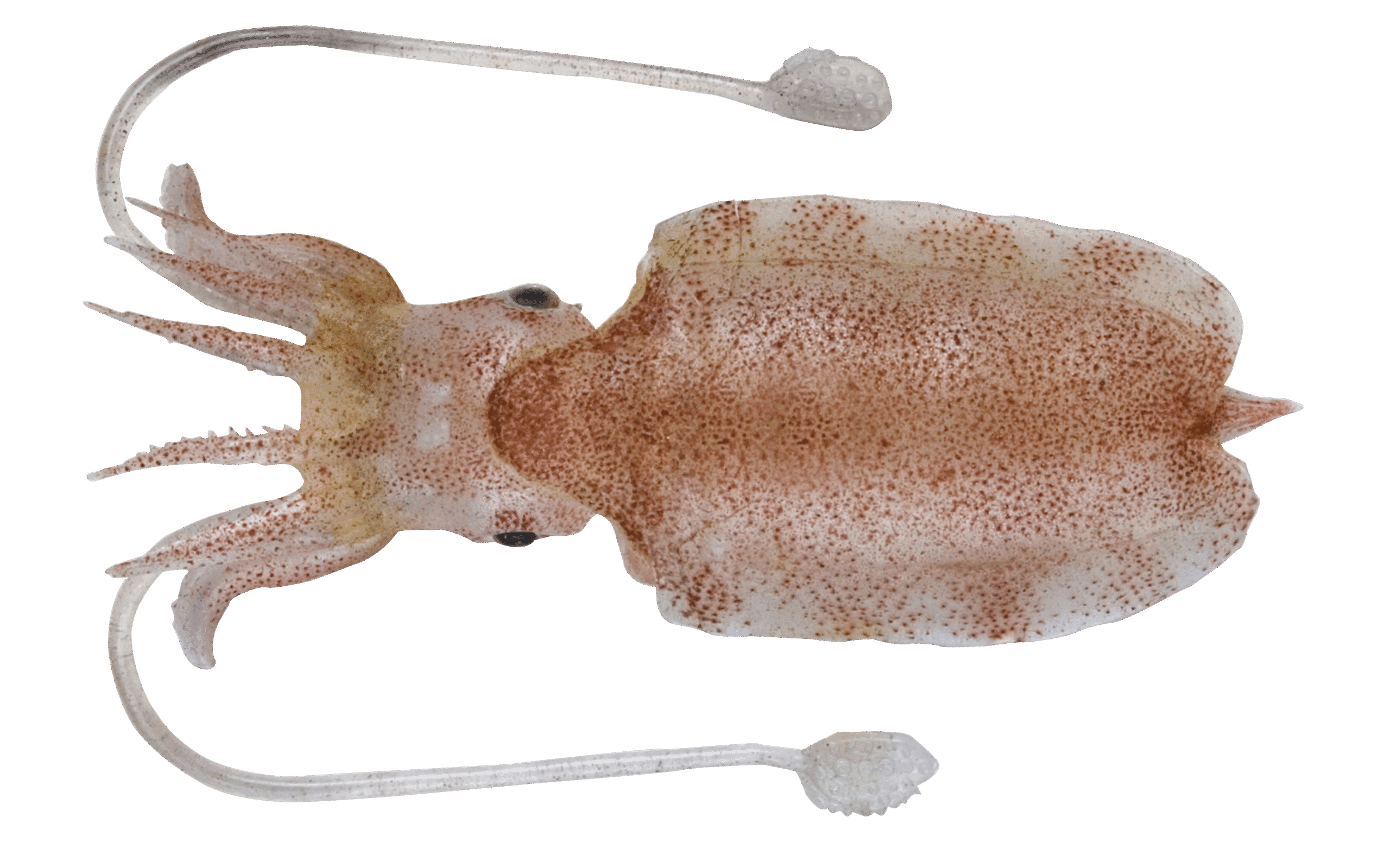 Seiche élégante