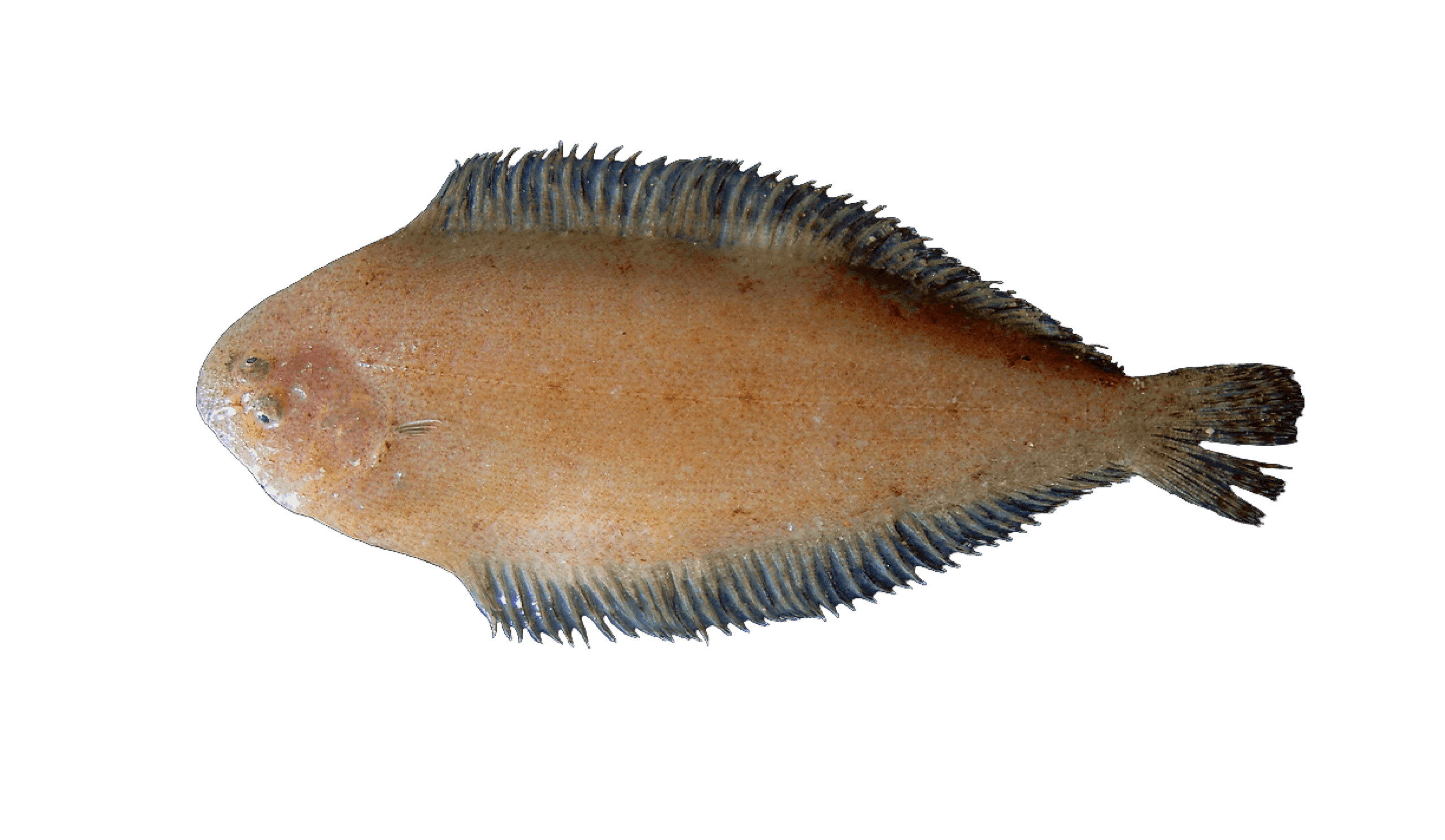 Small yellow sole