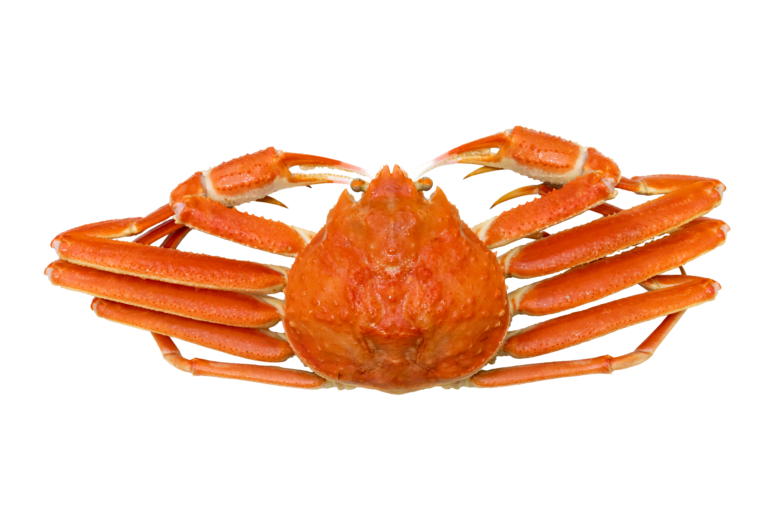 Snow crab