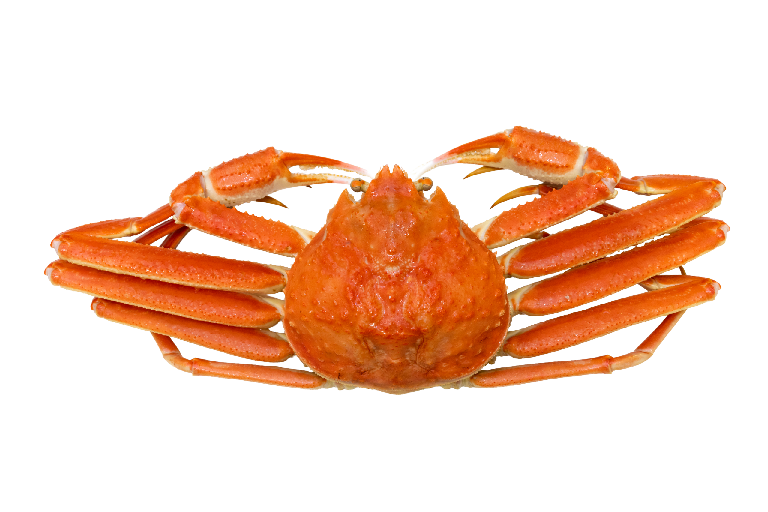 Snow crab