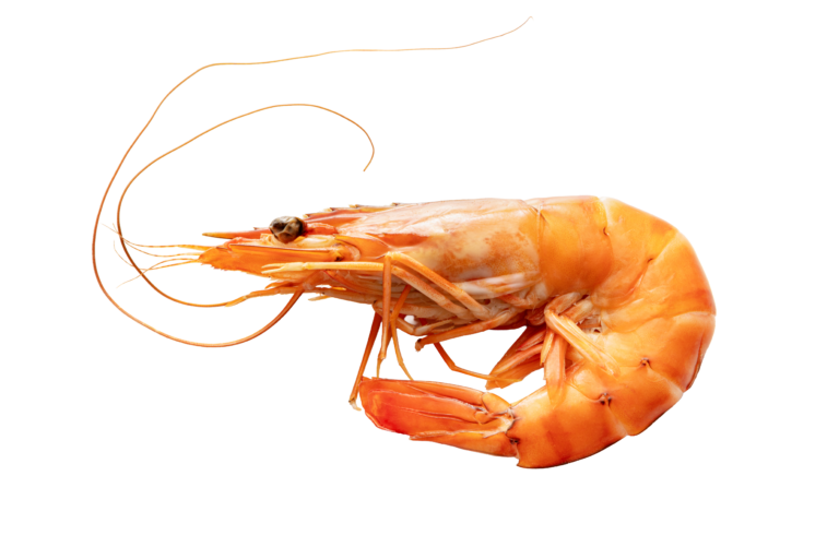 Northern shrimp