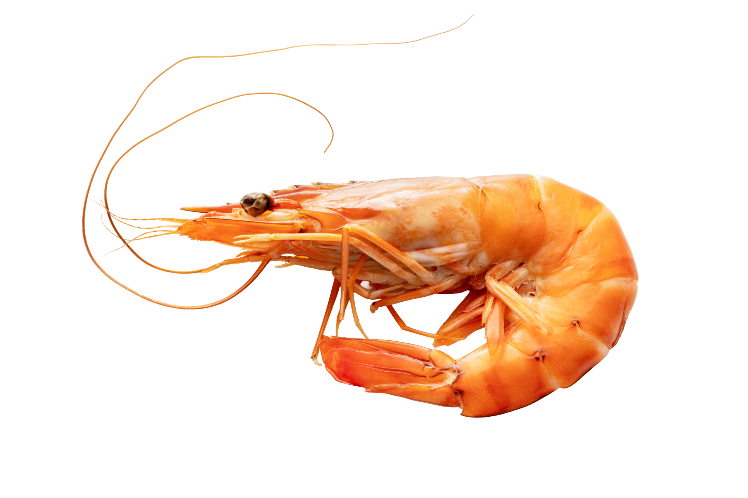 Northern shrimp