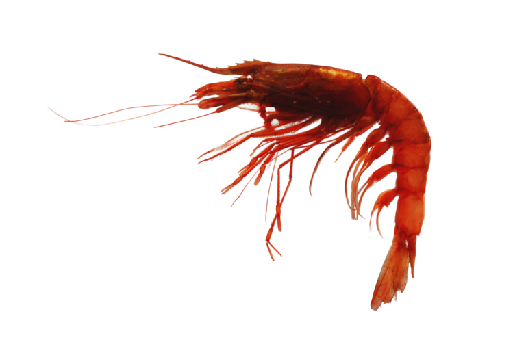Giant red shrimp