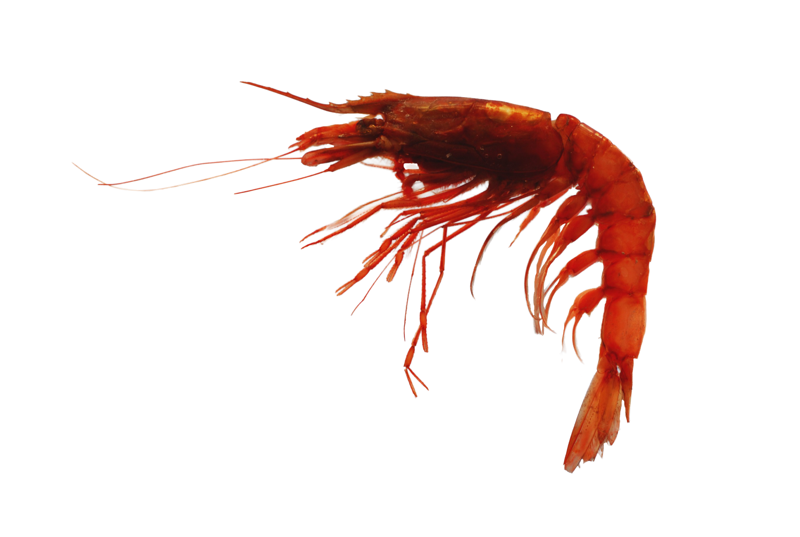 Giant red shrimp