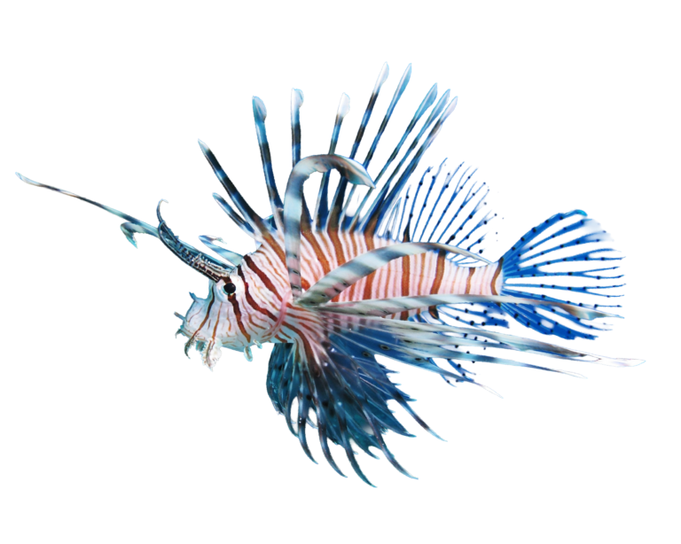 Devil firefish