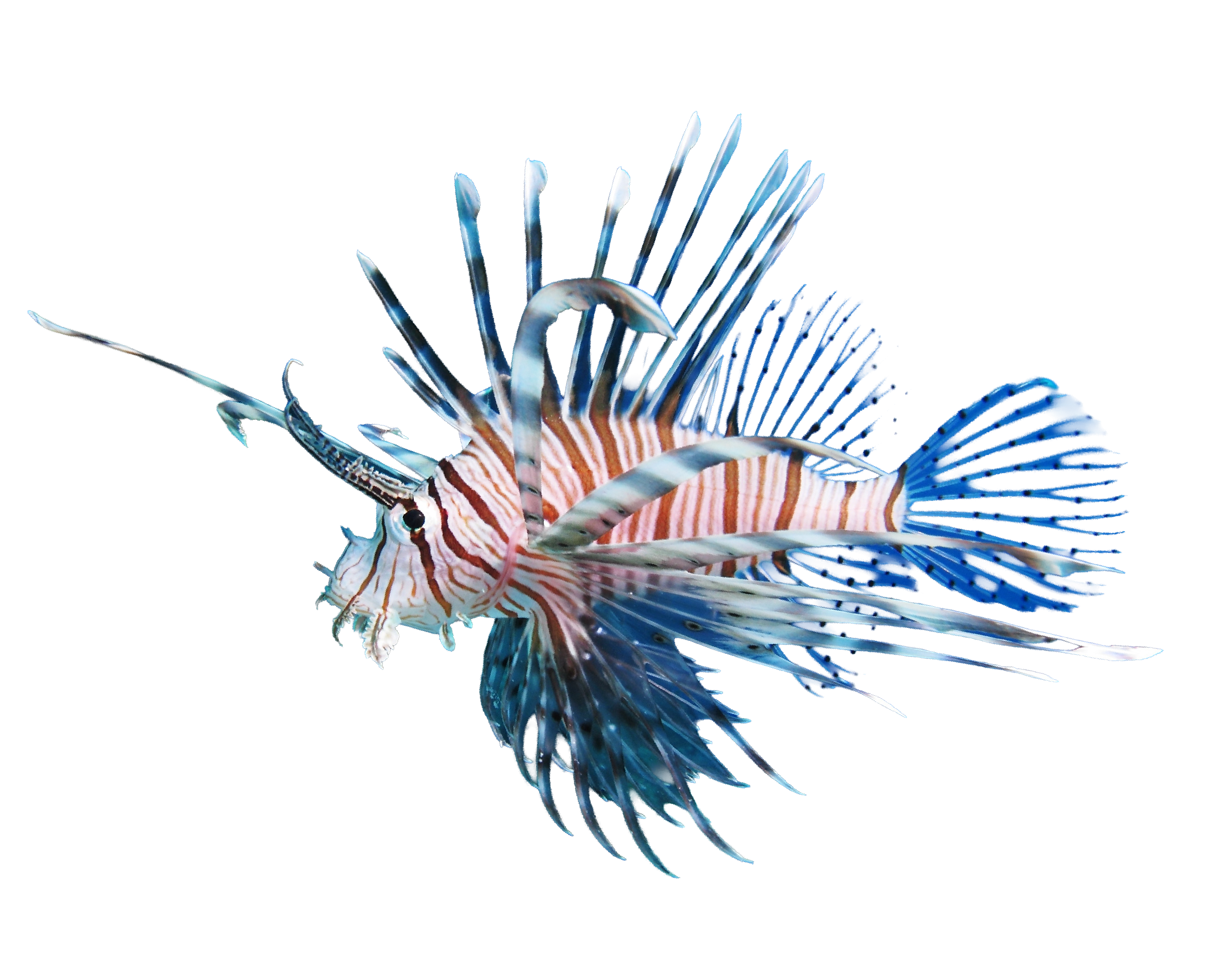 Devil firefish