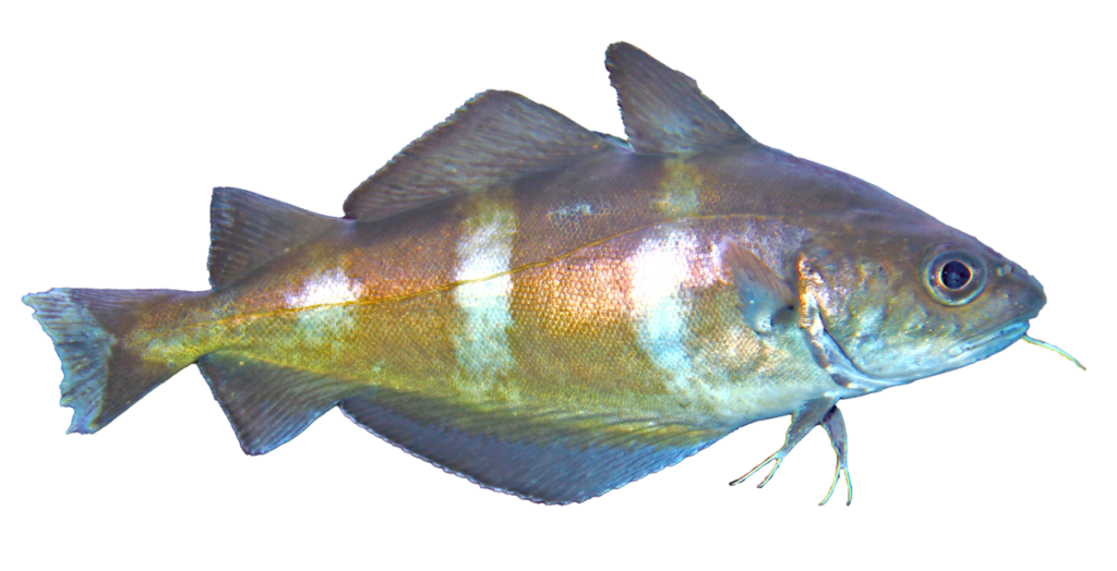 Tacaud - Trisopterus_luscus-H-Zell