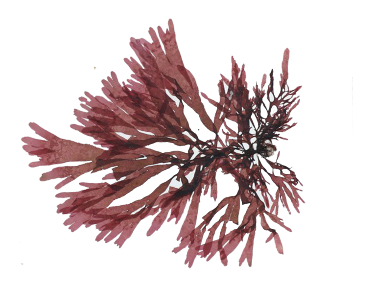 Dulse