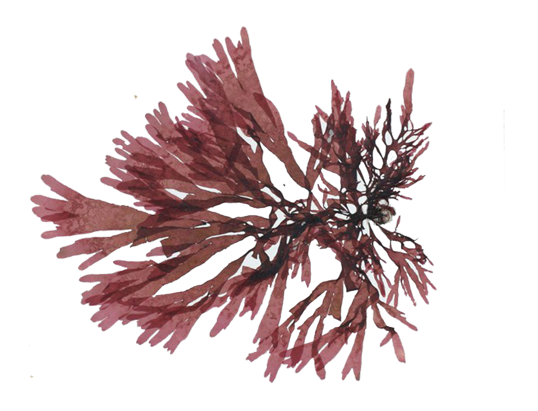 Dulse