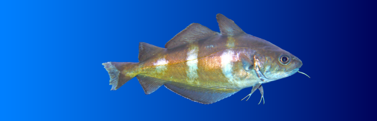 Le Tacaud