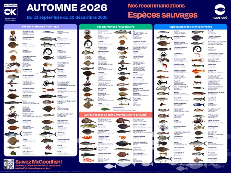 Poster Mr.Goodfish Automne 2026