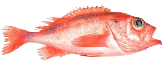 Sebaste del Norte
